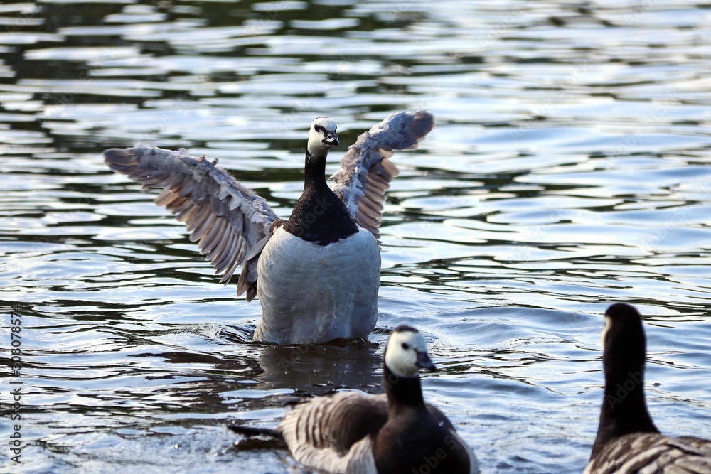 Fototapeta premium Black and white goose spread its wings on the water