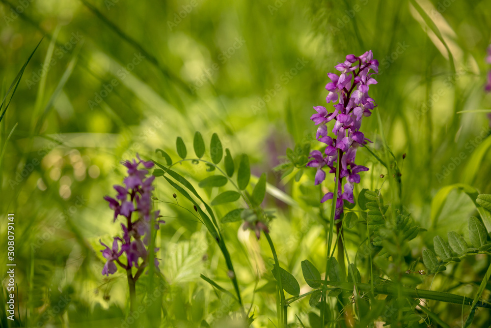 Early Purple Orchid - Orchis mascula in natural habitat Early Purple Orchid - Orchis mascula in natural habitat