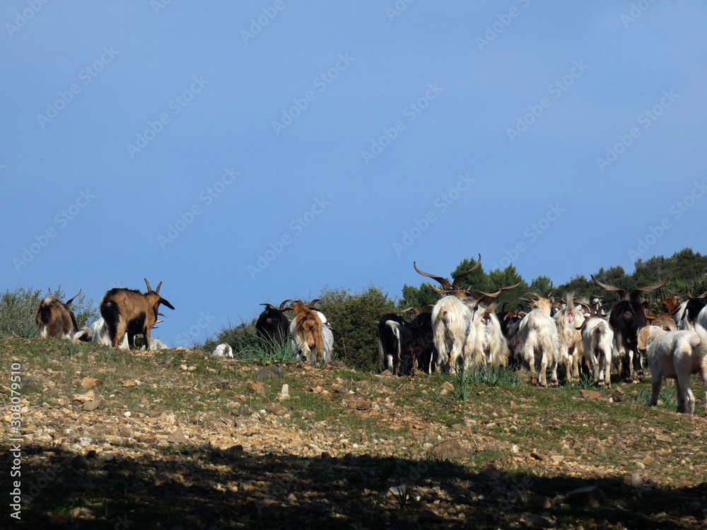 custom made wallpaper toronto digitalCaprette