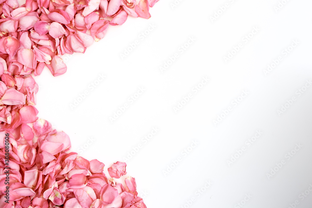 Petals of pink roses on white background Petals of pink roses on white background