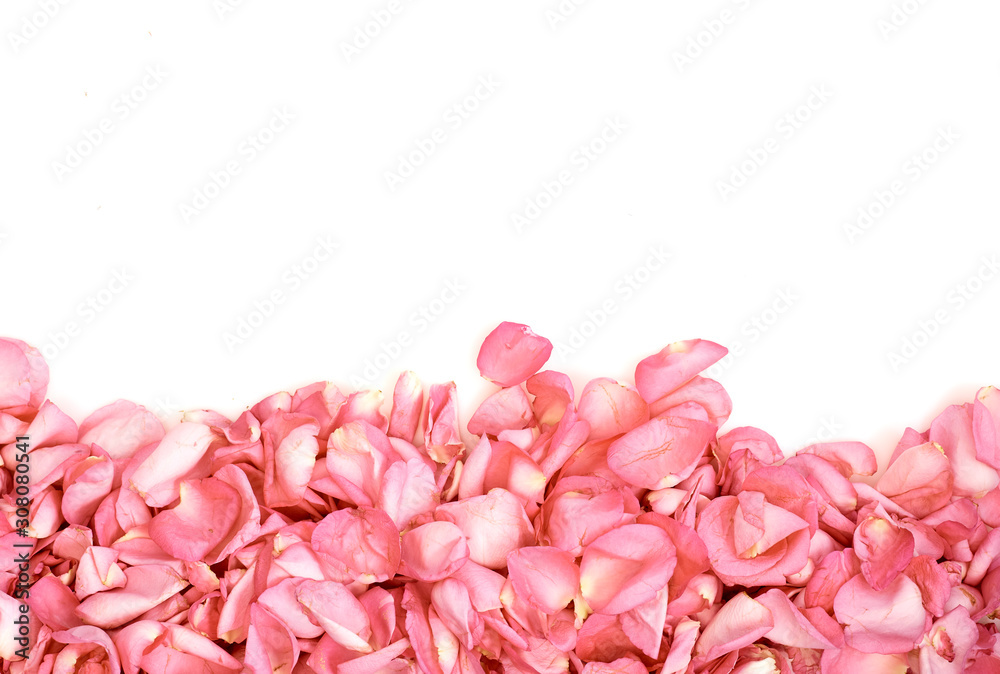 Petals of pink roses on white background Petals of pink roses on white background