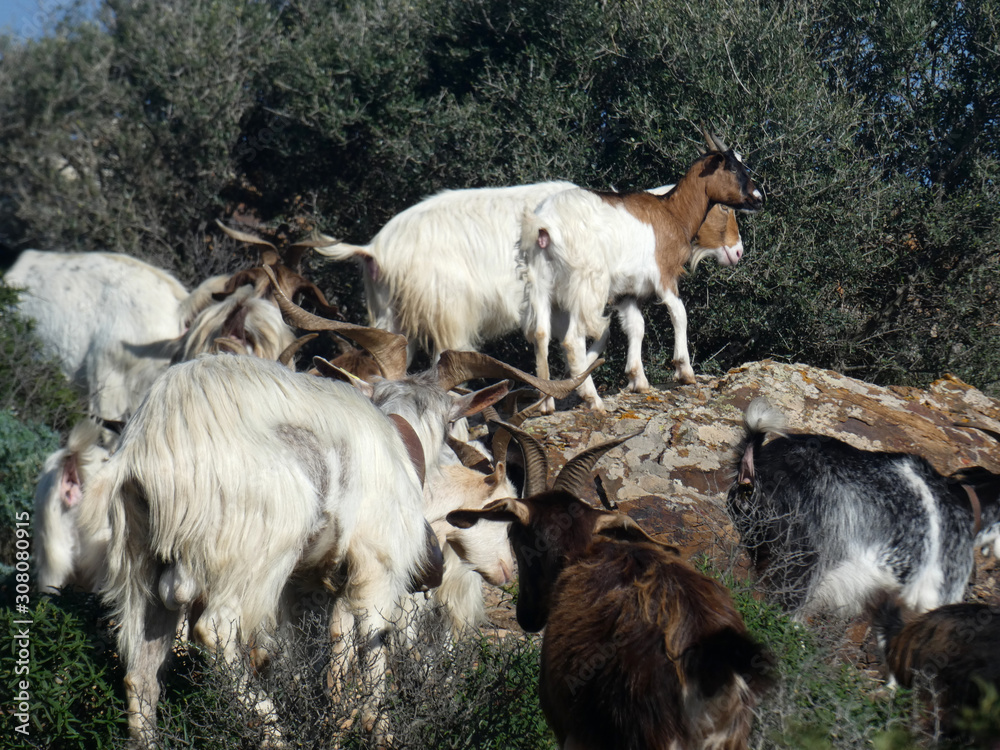 Obraz premium Caprette