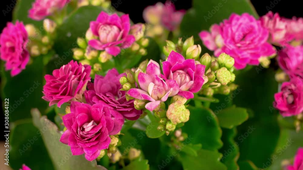 Beautiful Time Lapse of Opening Pink Kalanchoe Flower on Black Background. 4K. Beautiful Time Lapse of Opening Pink Kalanchoe Flower on Black Background. 4K.