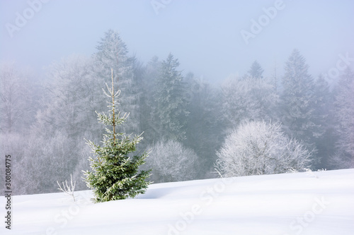 small spruce tree on the snow covered meadow. distant forest in hoarfrost. foggy and frosty weather. great Christmastime mood. wonderful background for postcard