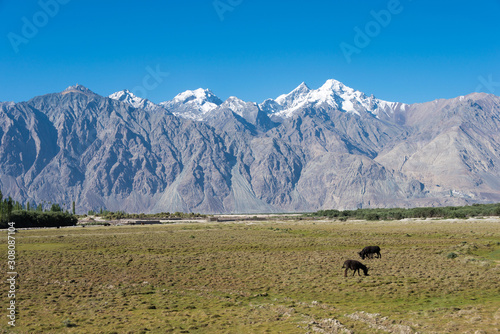 Ladakh, India - Jul 23 2019 - Beautiful scenic view from Nubra Valley in Ladakh, Jammu and Kashmir, India.