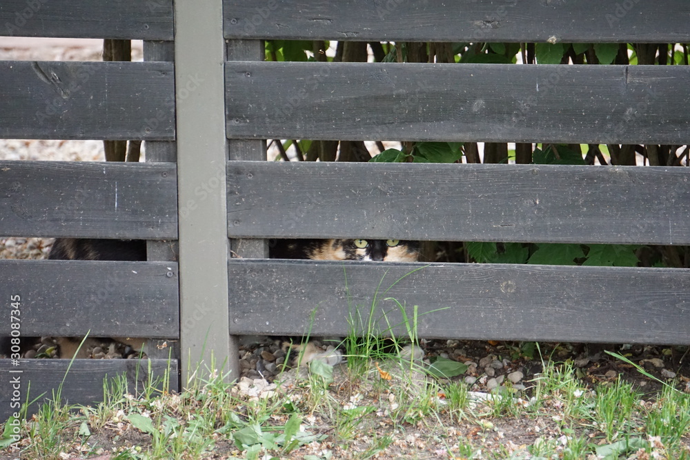 old wooden fence with cat watching you old wooden fence with cat watching you