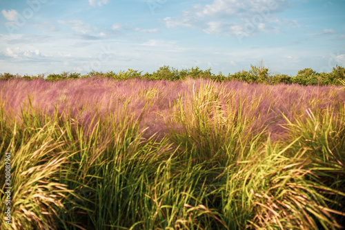 Field of pink muhly grass a cloudy sky