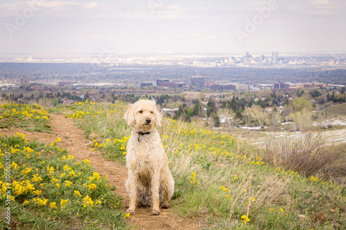 Traildog on Green Mountain Spring Hike  8 © Traildog Artisans