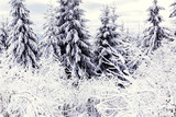 the spruces in winter