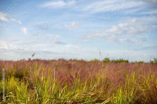 Field of pink muhly grass a cloudy sky
