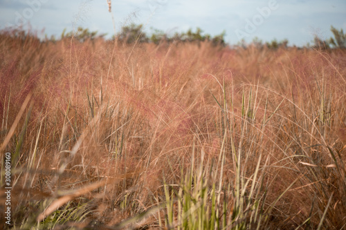 Field of pink muhly grass a cloudy sky