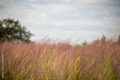 Field of pink muhly grass a cloudy sky
