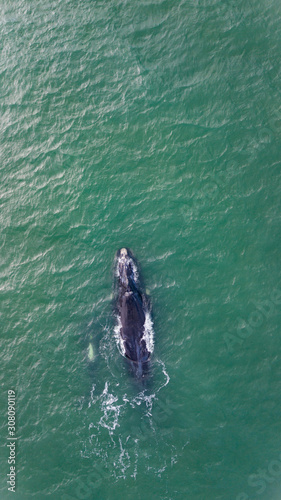 Whale Free right Animal Water Ocean Aquatic Atlantic