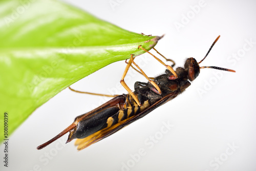 Female Pigeon Horntail Wasp clinging to a leaf with underside and ovipositor visible photo