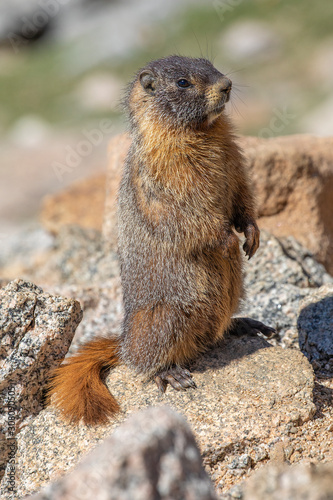 Marmot on Mt Evans © Lowell