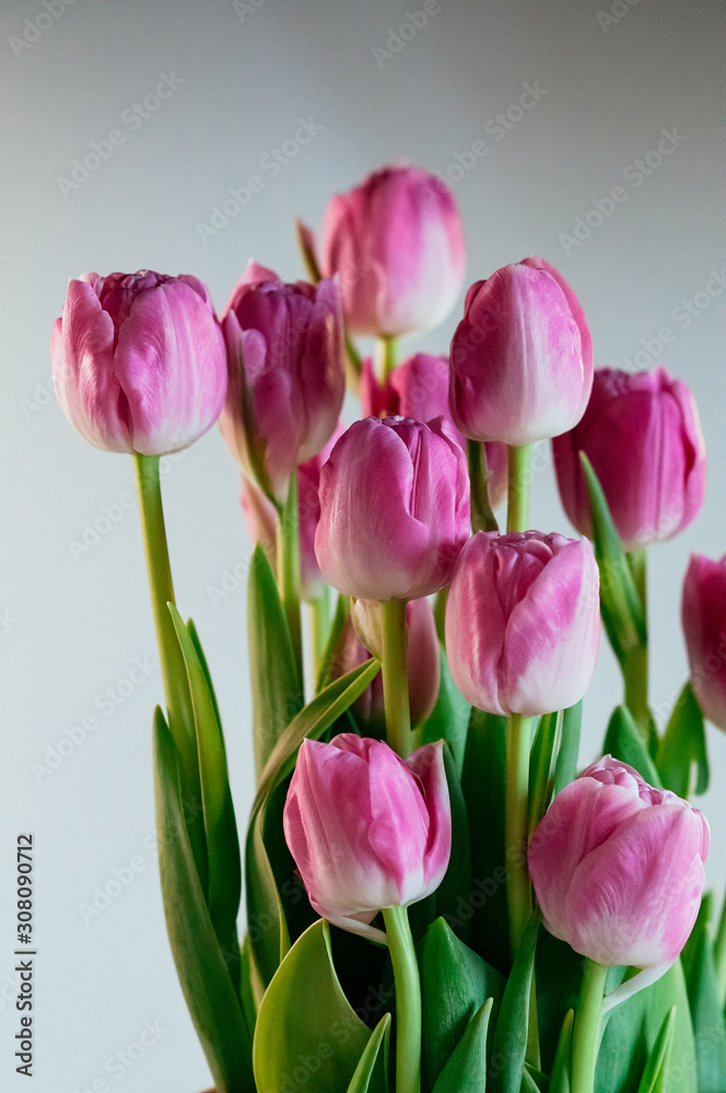 Fototapeta premium Cute big pink tulip flowers. Close up vertical image of peony tulips on white background. Soft selective focus. Holiday, gift concept. Flowers for greeting card or other design
