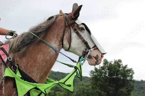 Fototapeta jousting horse