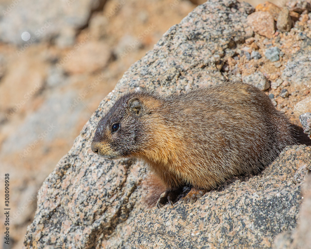 Naklejka premium Marmot on Mt Evans