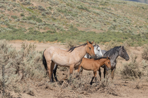 Wild Horses in Summer in Sand Wash Basin Colorado © natureguy