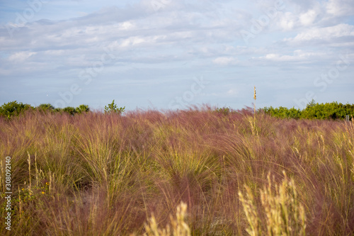 Field of pink muhly grass below a vibrant blue sky with many clouds