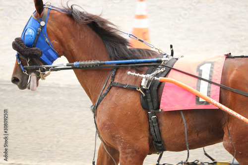 harness racing