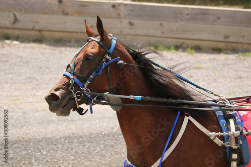 horse in harness