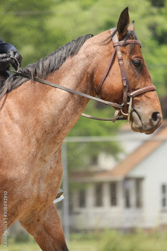 Obraz premium portrait of a horse