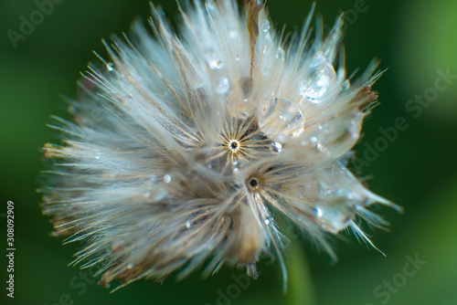 dandelion after the rain