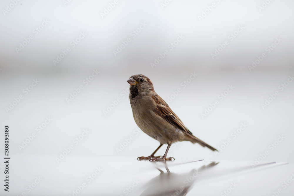 sparrow bird sits on a light background sparrow bird sits on a light background