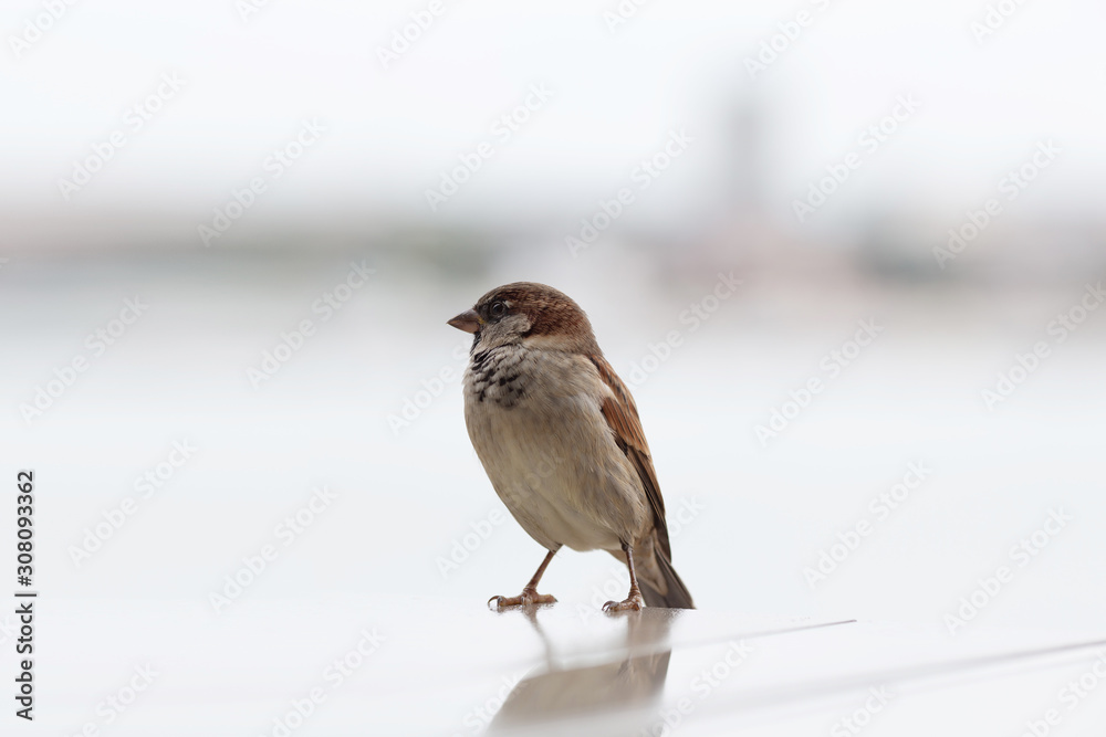 sparrow bird sits on a light background sparrow bird sits on a light background
