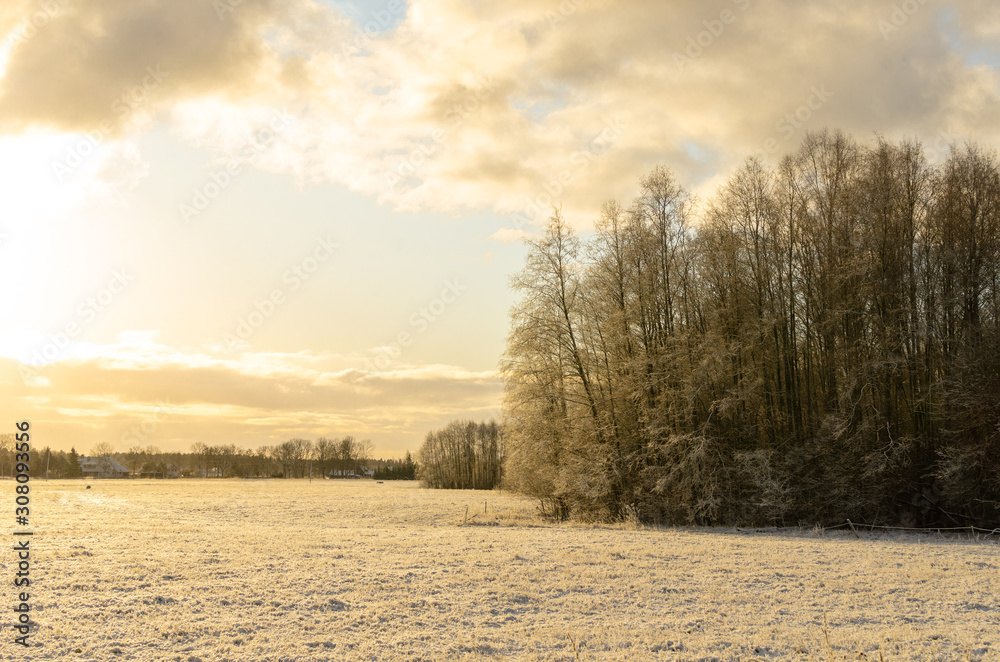 Trees in a field in winter