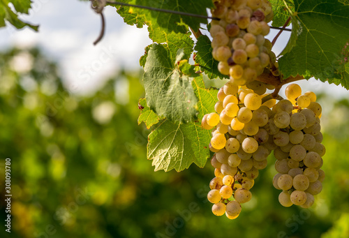 Wallpaper Mural Close up image of wine grapes hanging on the vine ready for harvest Torontodigital.ca