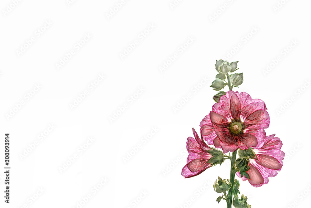 Watercolor hollyhock flower prominent and beautiful on a white background.