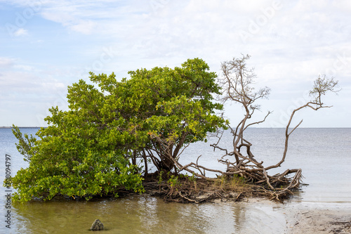 Canvas-taulu A tree, part alive and part dead, living offshore in water