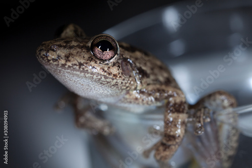 A frogg in a cup of water.