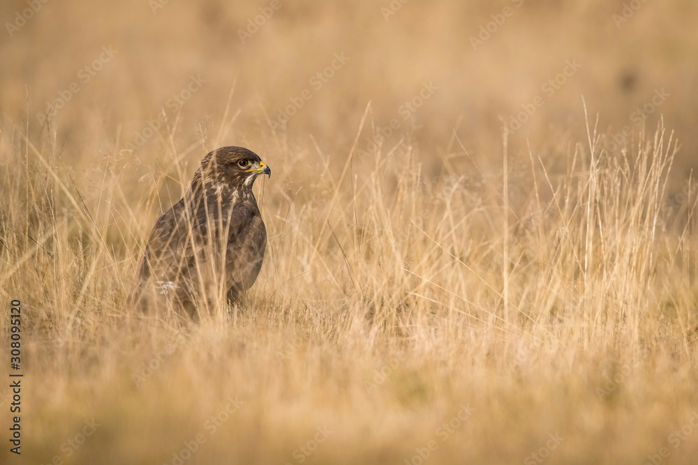 The Common Buzzard, Buteo buteo is sitting in the dry grass in autumn environment of wildlife. Golden light.. The Common Buzzard, Buteo buteo is sitting in the dry grass in autumn environment of wildlife. Golden light..