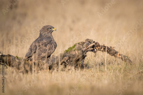 The Common Buzzard, Buteo buteo is sitting in the dry grass in autumn environment of wildlife. Golden light.. photo