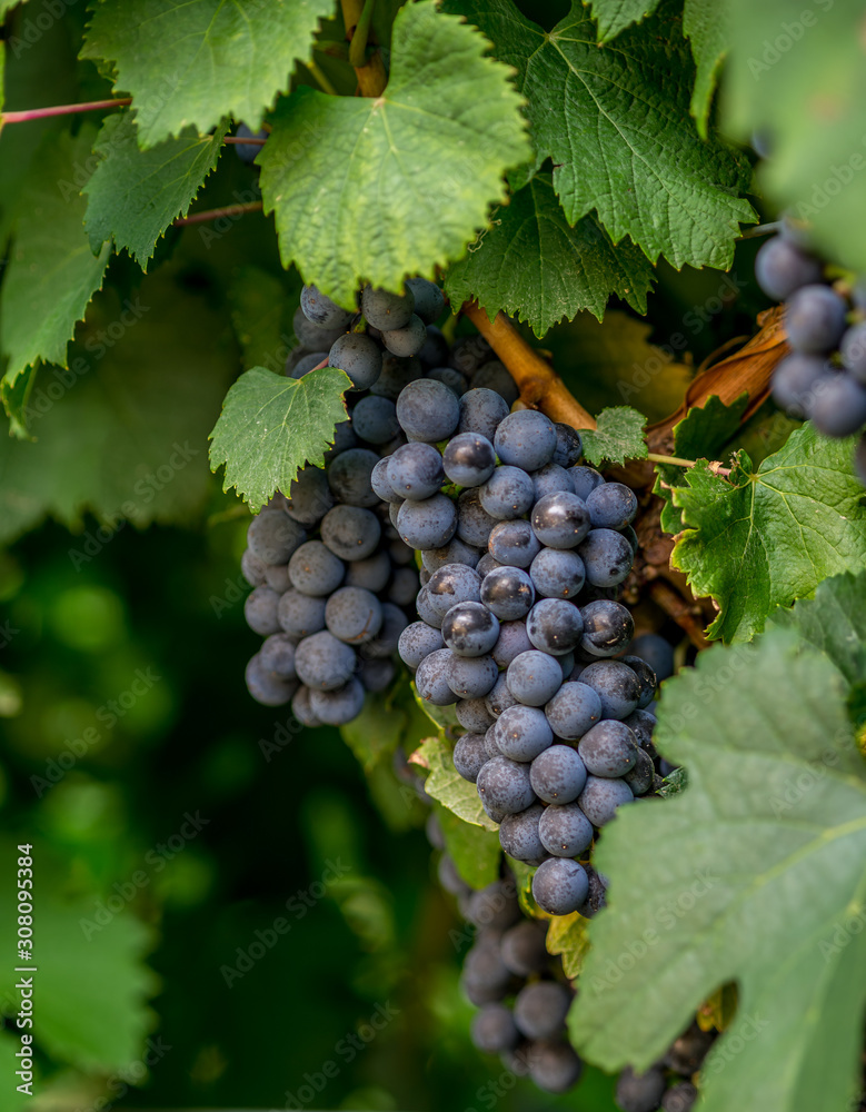 Close up image of wine grapes hanging on the vine ready for harvest