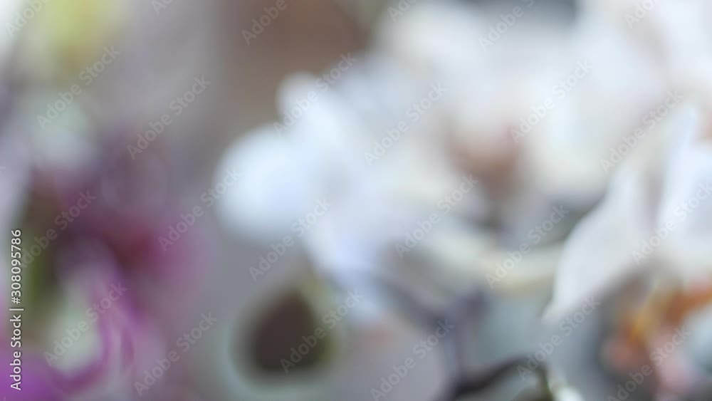 orchid flower macro 4k orchid flower macro 4k