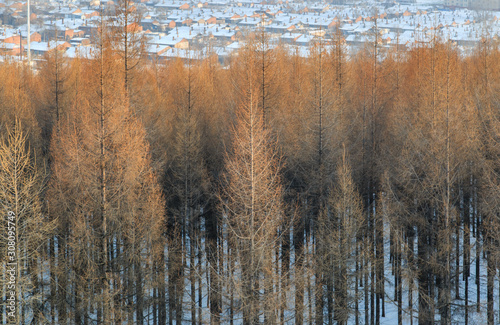 Wallpaper Mural winter forest ,small village behind the forest Torontodigital.ca