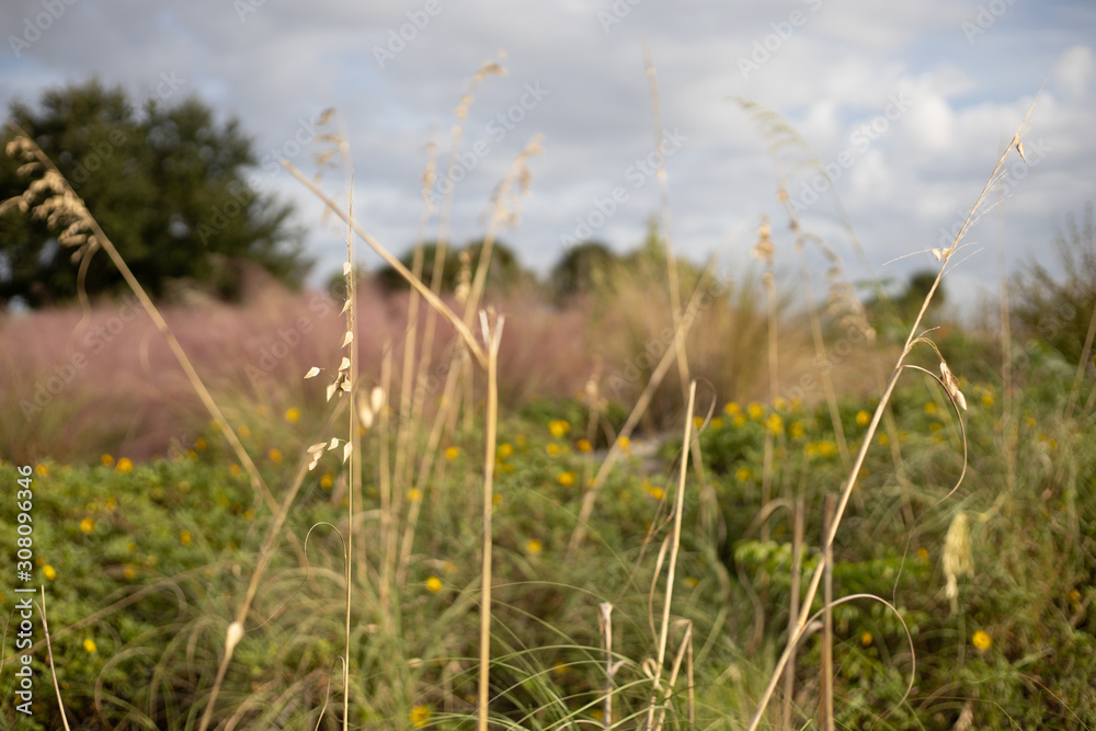 Seagrass, in focused, in front of a field of pink muhly grass.