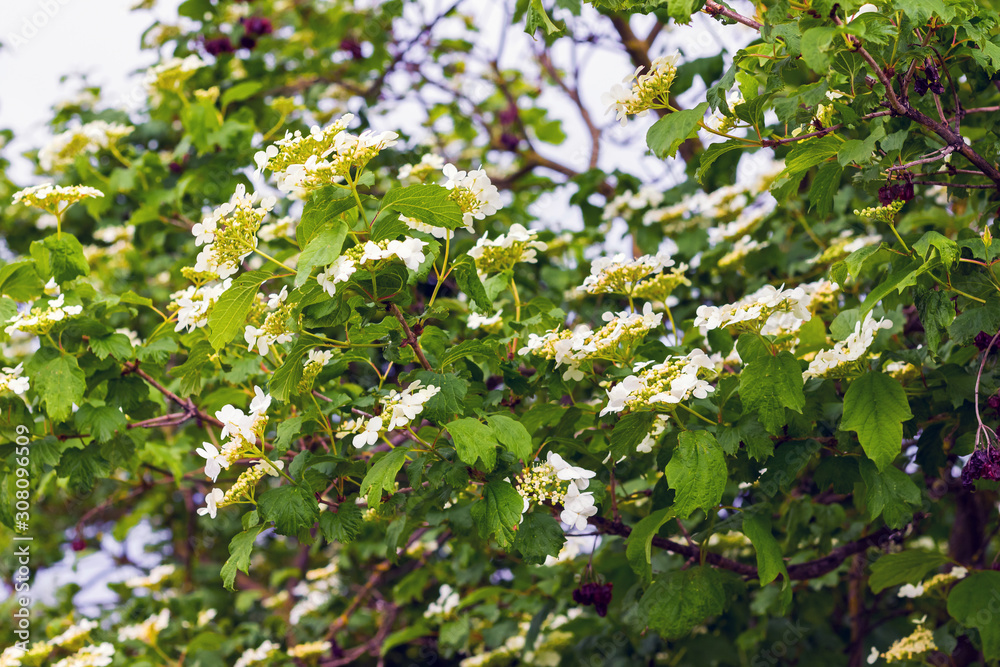 Viburnum bush with white flowers among the green leaves_ Viburnum bush with white flowers among the green leaves_