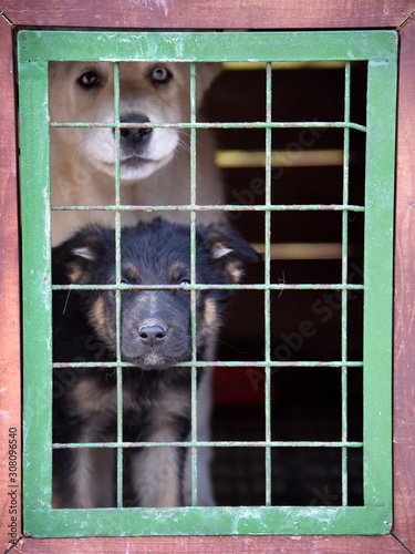 In einem engen Käfig eingesperrte Hunde photo