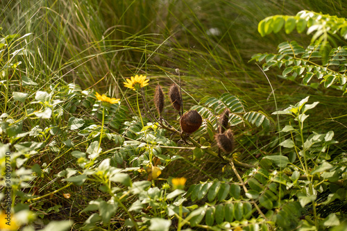 Caesalpinia bonduc, also known as gray nickernut, growing in the wild among yellow wildflowers