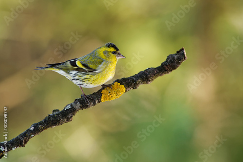 Eurasian Siskin - Spinus spinus sitting - male on the branch,  small passerine bird in the finch family Fringillidae. It is also called the European siskin, common siskin or just siskin