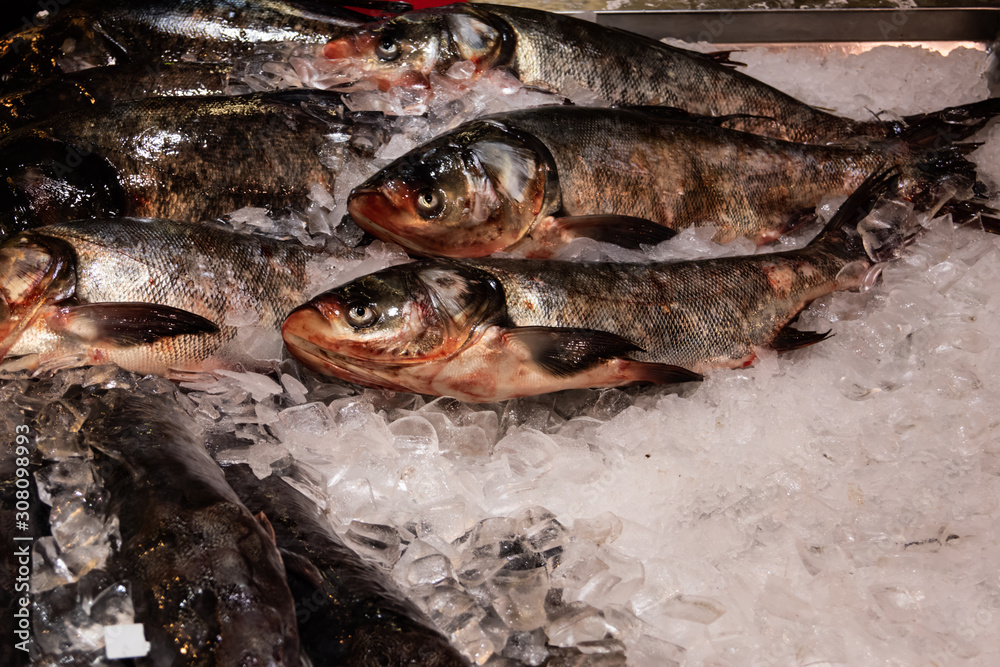 Close up of fresh fish on ice for sale at food market stock photo