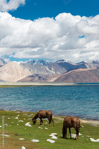 Ladakh, India - Aug 05 2019 - Pangong Lake view from Between Spangmik and Maan in Ladakh, Jammu and Kashmir, India. The Lake is an endorheic lake in the Himalayas situated at a height of about 4350m.