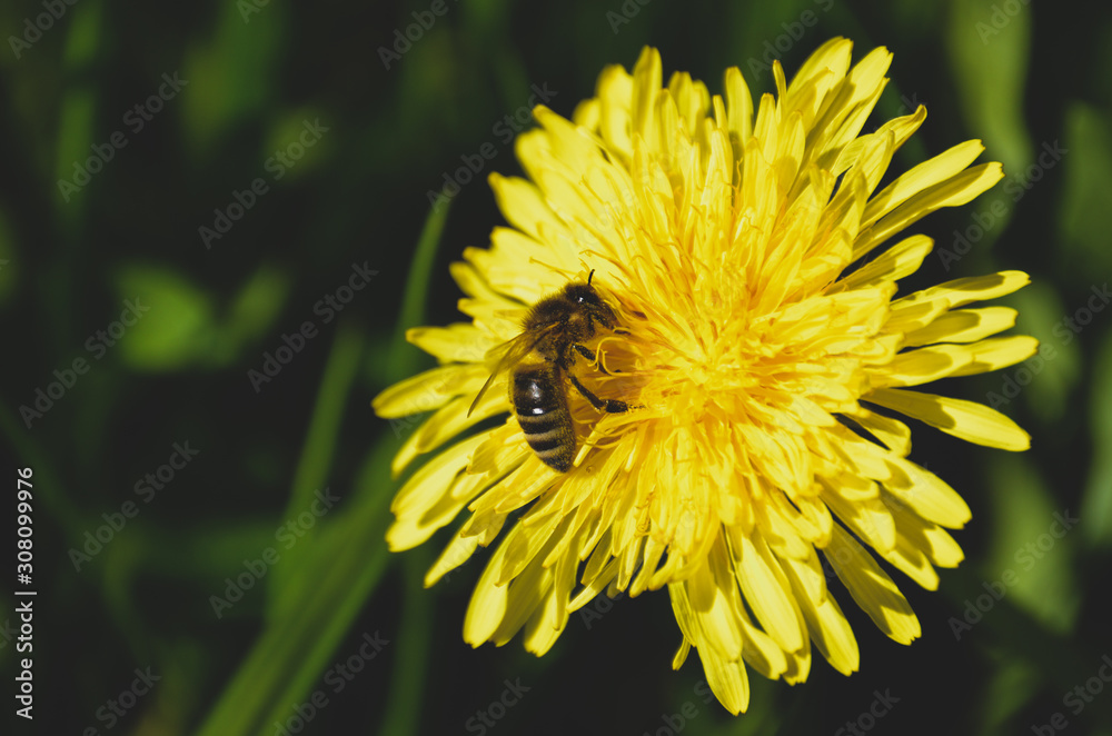 Safe the bees Safe the bees