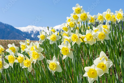 Fotografía 駒ヶ岳とスイセンの花