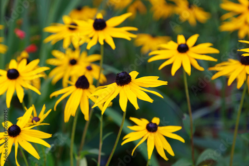 Tableau sur toile Rudbeckia Goldstrum Flowers